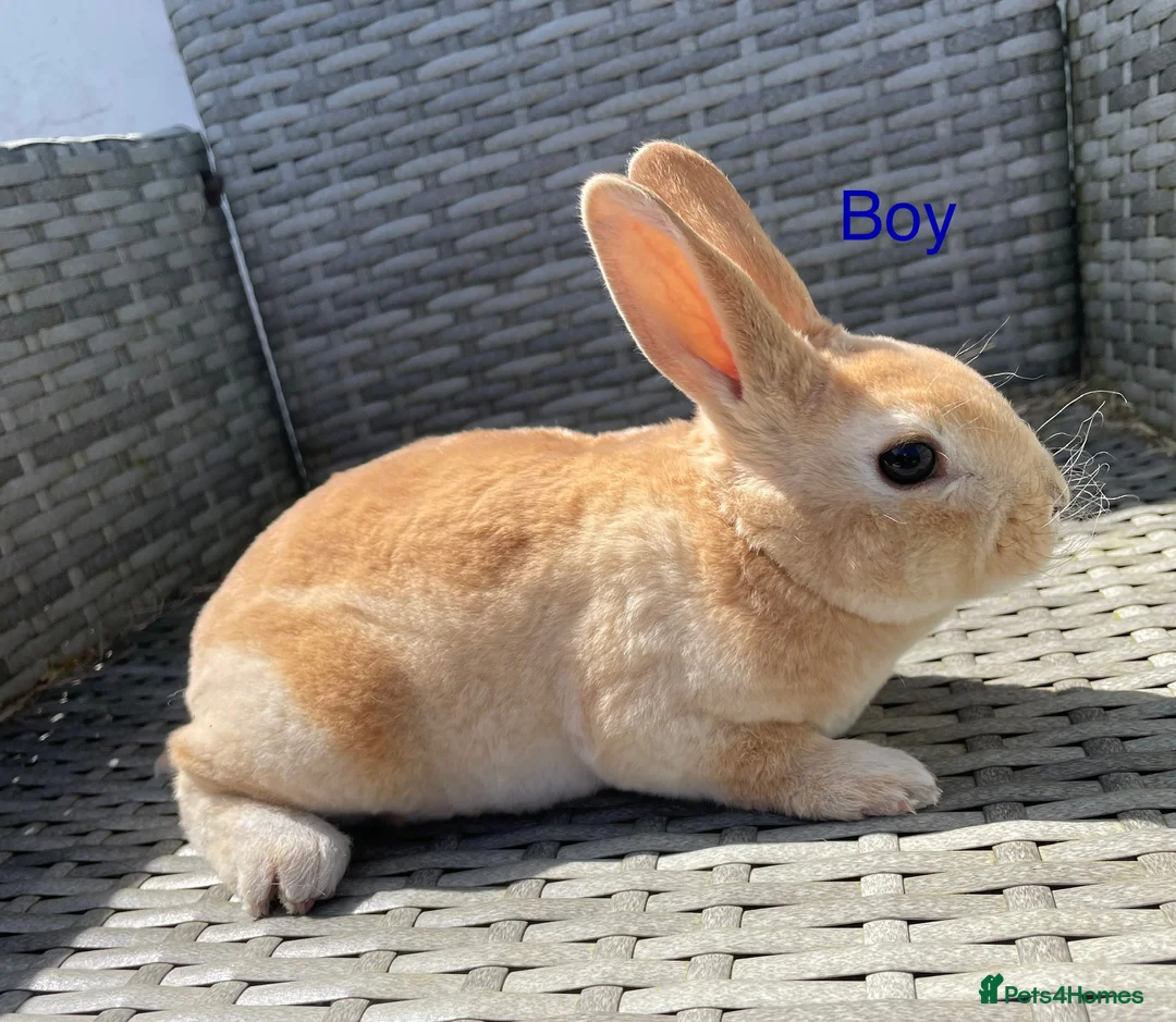 Rex rabbits for sale: 5 week old pure mini Rex💖💙 - Advert 1