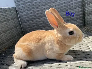 Rex rabbits 5 week old pure mini Rex💖💙 - Advert 6