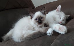 Ragdoll cats for sale: RAGDOLL SEAL POINT BLUE EYES READY NOW! - Image 24