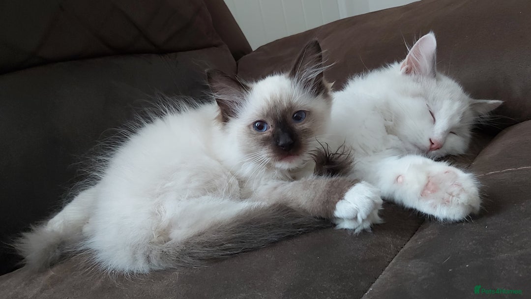 Ragdoll cats for sale: RAGDOLL SEAL POINT BLUE EYES READY NOW! - Image 24