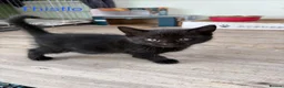 Mixed Breed cats for sale: Kittens for sale - Advert 4