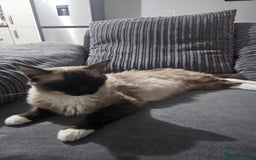 Ragdoll cats for sale: Female ragdoll - Advert 1