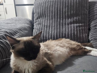 Ragdoll cats Female ragdoll - Advert 7