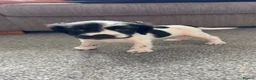 Cocker Spaniel dogs for sale: Black and white puppy  - Advert 3