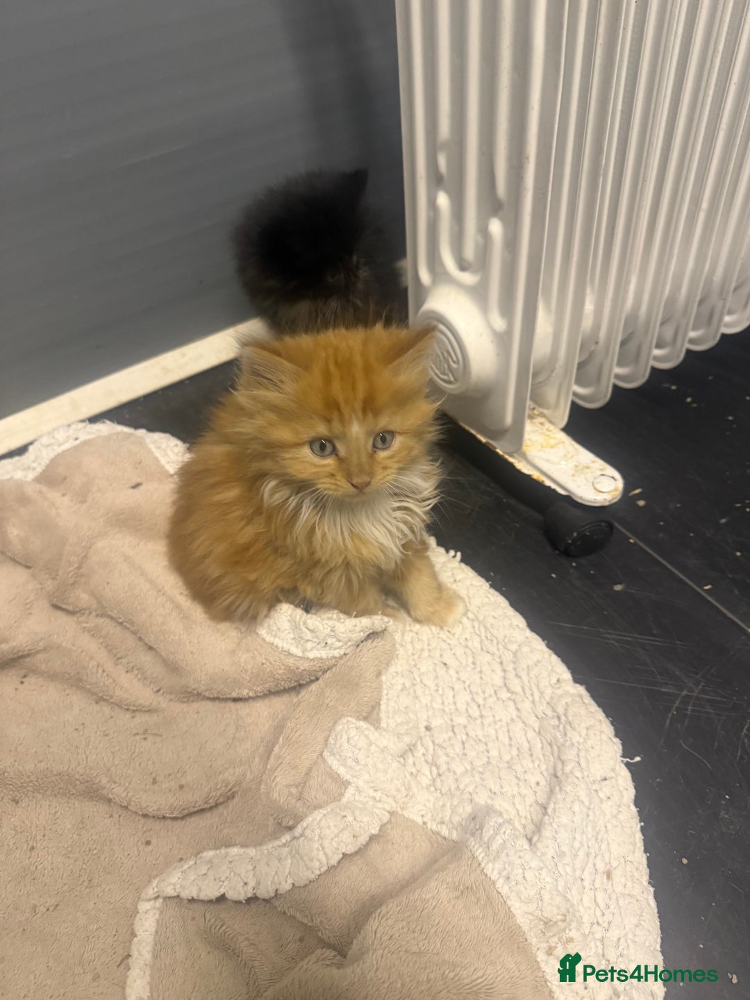 Mixed Breed cats for sale: Beautiful mixed exotic kittens  - Image 8