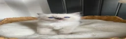 Ragdoll cats for sale: Beautiful Ragdolls😻 READY IN 2 WEEKS 😻 - Advert 10