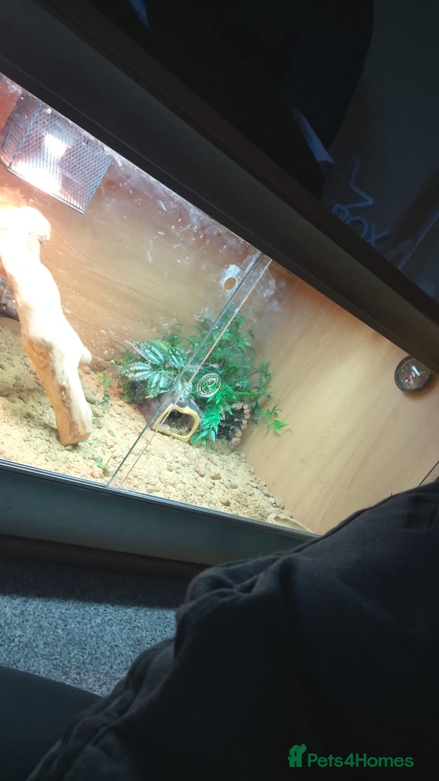 Gecko reptiles Gizmo the geko - Advert 11