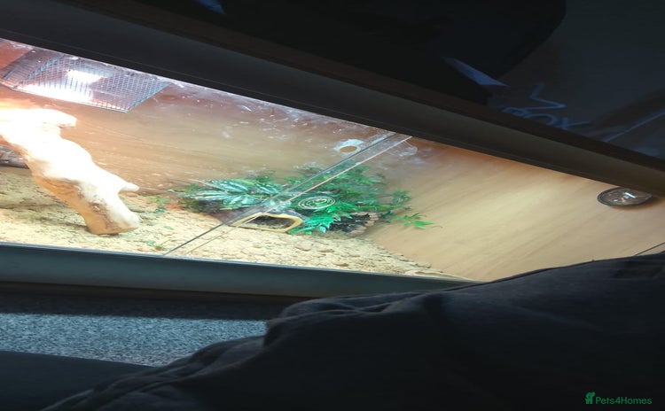 Gecko reptiles - Advert 1