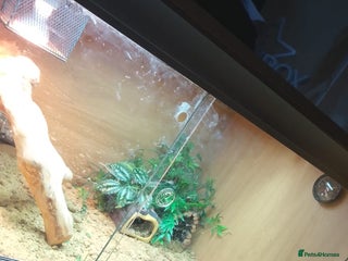 Gecko reptiles - Advert 1