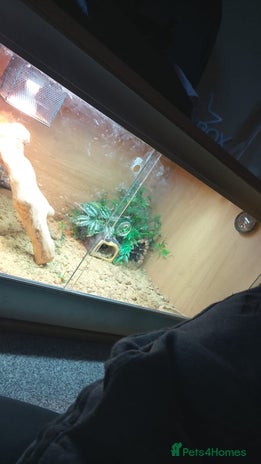 Gecko reptiles - Advert 2