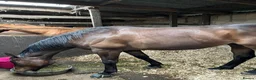 Irish Thoroughbred horses for sale: Ridding club hack, allrounder in Gillingham - Advert 7