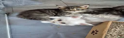 Maine Coon cats for sale: Amazing mainecoons. - Advert 16