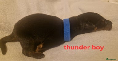 Rottweiler dogs Rottweiler puppies - Advert 7