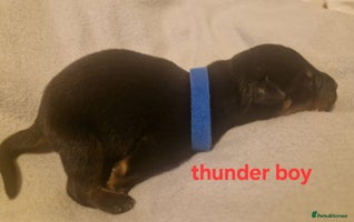 Rottweiler dogs Rottweiler puppies - Advert 2