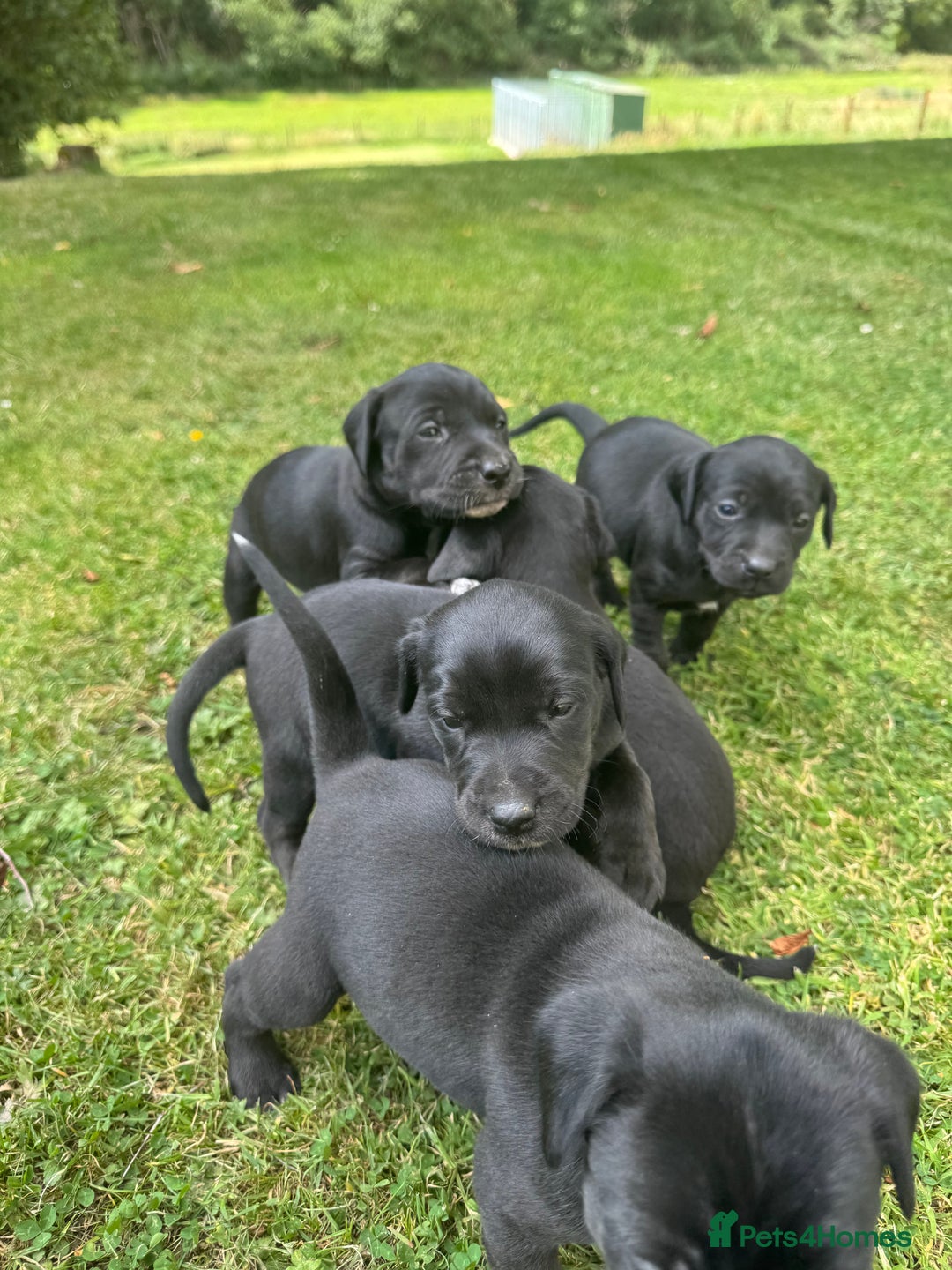 Mixed Breed dogs for sale: Lab x patterdale  - Image 2
