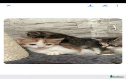 Mixed Breed cats for sale: Gorgeous kittens  - Image 6