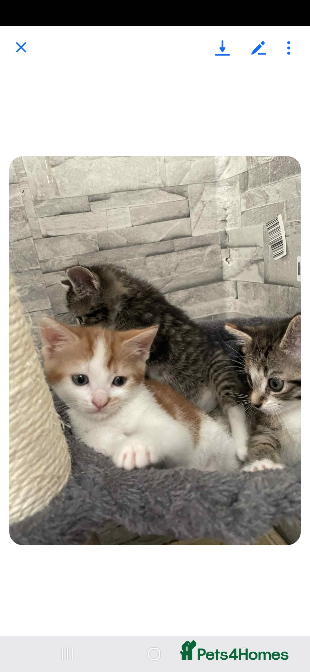 Mixed Breed cats for sale: Gorgeous kittens  - Image 6