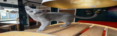 Russian Blue 1