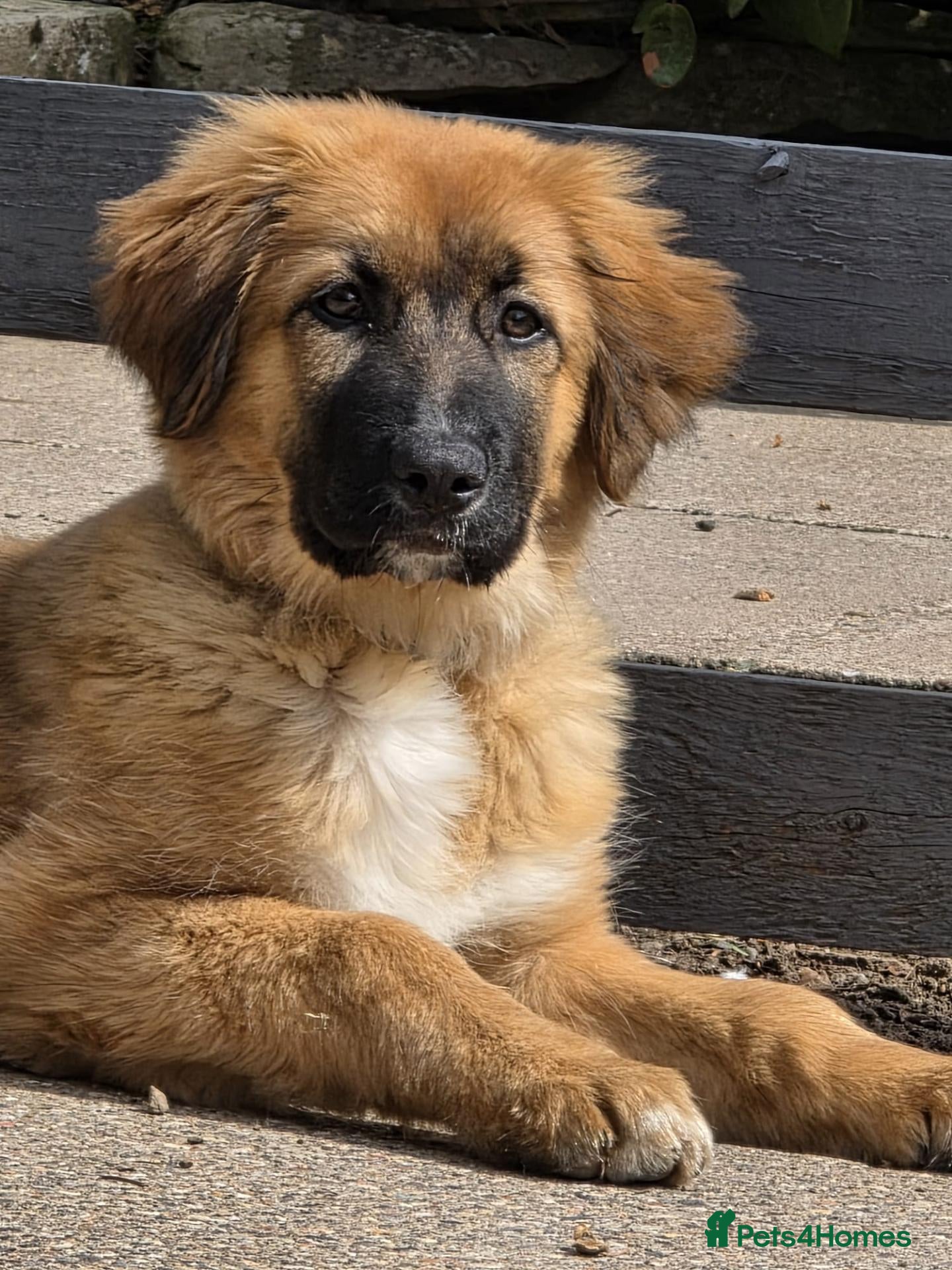 Mixed Breed dogs Rare Highland Sheppard Puppies Alabai Cross  - Advert 2