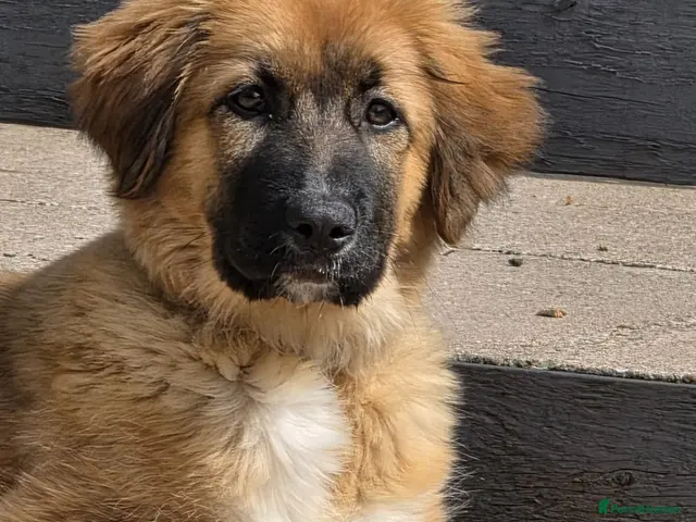 Mixed Breed dogs Rare Highland Shepherd Puppies Alabai Cross - Advert 1