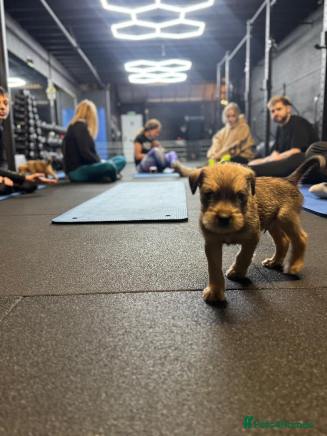 Soft Coated Wheaten Terrier dogs for sale: Traditional Irish Wheaten Terriers  - Image 6