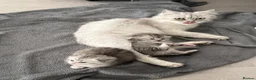 Persian cats for sale: Fluffy Persian & Tabby Silver Snow kittens  - Advert 5