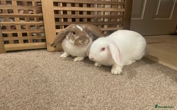 French Lop rabbits for sale: 4 x mixed breed lop bunnies 2 x albino REW 2 x not - Image 6