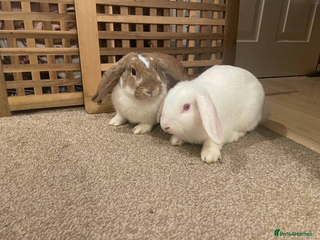 French Lop rabbits for sale: 4 x mixed breed lop bunnies 2 x albino REW 2 x not - Image 6