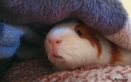 Guinea Pig rodents for sale: Lonely guinea pig boar  - Image 2