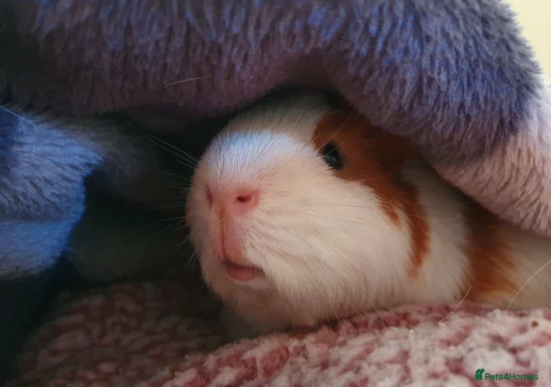 Guinea Pig rodents for sale: Lonely guinea pig boar  - Image 2
