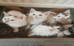 Mixed Breed cats for sale: Fluffy kittens looking for a family  - Image 5