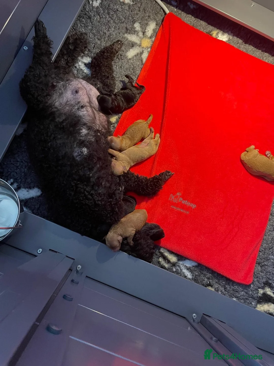 Miniature Poodle dogs for sale: KC reg Miniature poodles - Advert 2