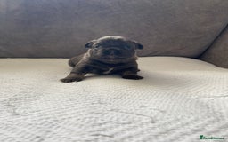 French Bulldog dogs for sale: French bulldogs puppy’s for sale - Advert 11