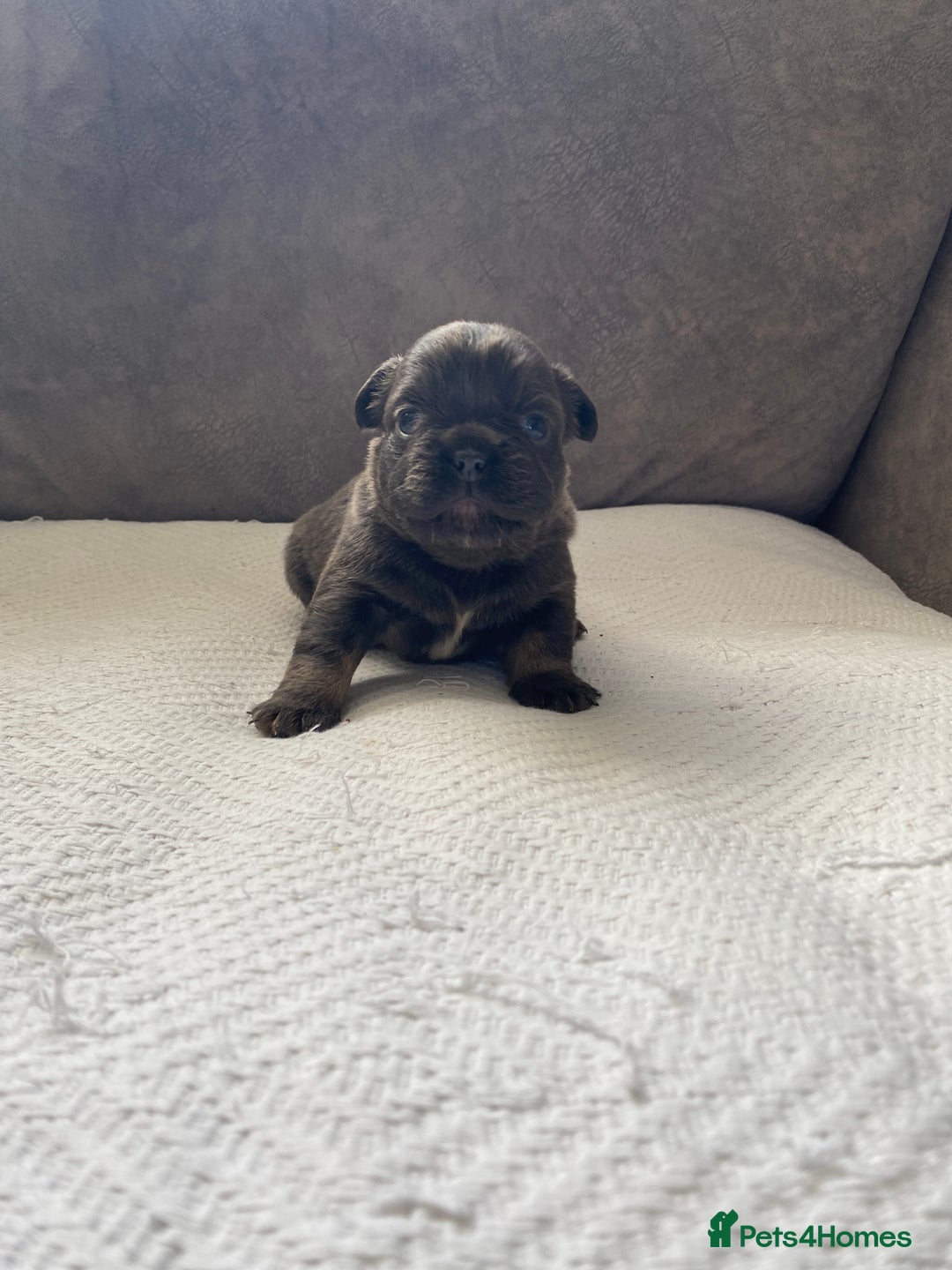 French Bulldog dogs for sale: French bulldogs puppy’s for sale - Advert 11