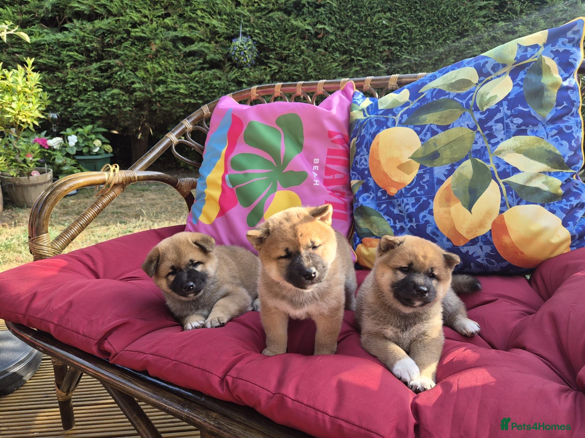 Japanese Shiba Inu dogs Lovely Shiba Inu Puppies, Ready for home late Aug - Advert 2