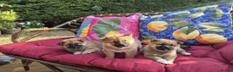 Japanese Shiba Inu dogs for sale: Last Lovely Shiba Inu Puppy, Ready for home now! - Advert 21