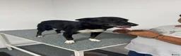 Mixed Breed dogs for adoption: 🐾🖤 From Frozen & Forgotten to a Loving Home 🐶🏡 - Advert 5