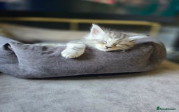 Maine Coon cats for sale: TICA Pedigree Maine Coon Kittens  - Image 33