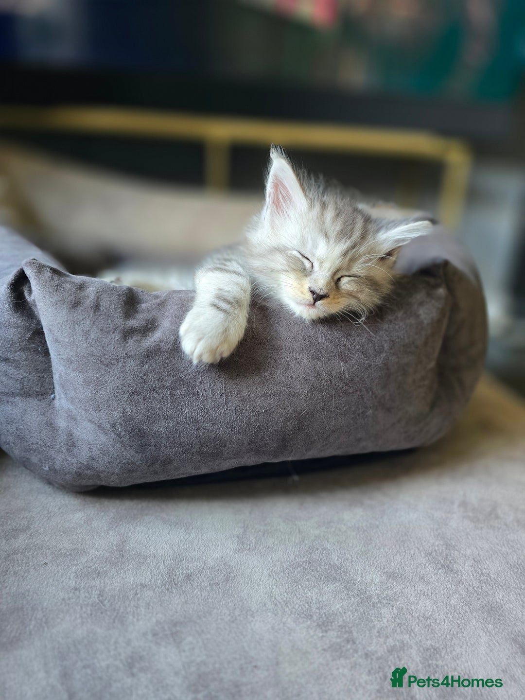Maine Coon cats for sale: TICA Pedigree Maine Coon Kittens  - Image 33