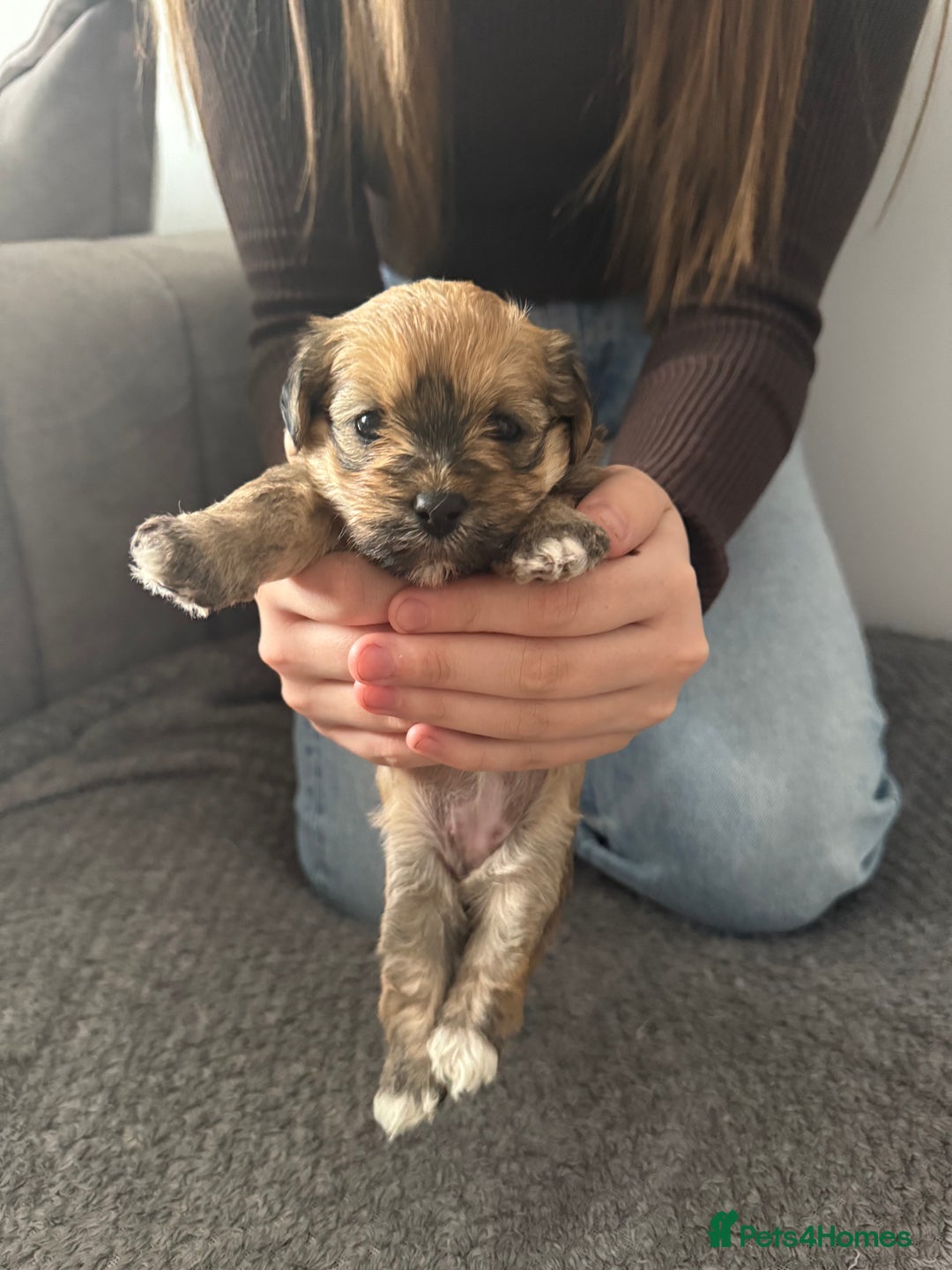 Mixed Breed dogs for sale: Absolutely gorgeous lhatese puppies - Advert 16