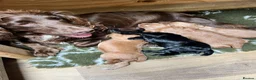 Cocker Spaniel dogs for sale: Working cocker spaniel puppies  - Advert 8