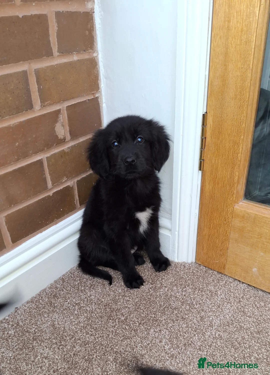 Mixed Breed dogs for sale: flat coated retriever x golden retriever puppies. - Advert 13