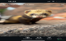 Ferret rodents for sale: Hob ferret - Image 1