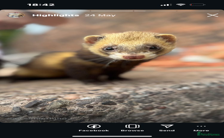 Ferret rodents - Advert 6