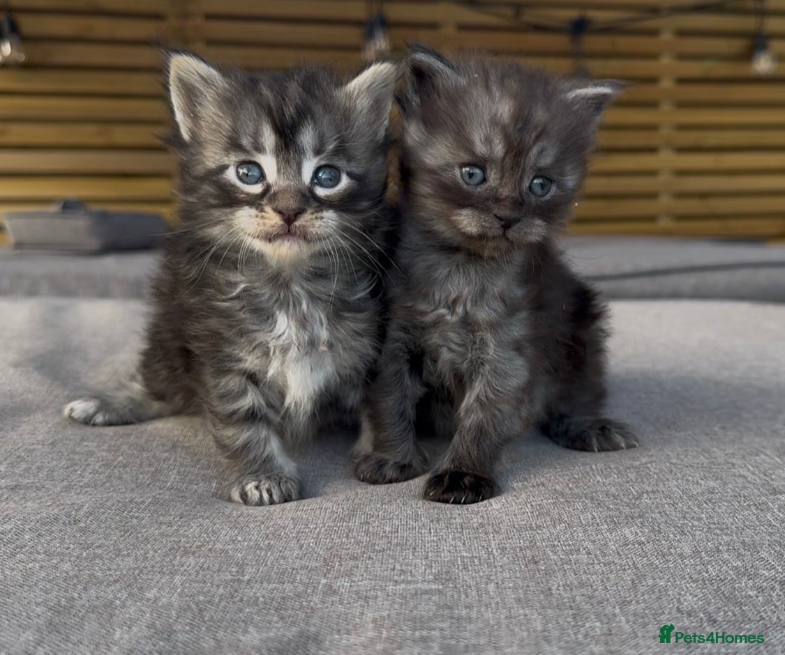 Maine Coon cats Olistars Maine Coons- ready 27th Oct  - Advert 4