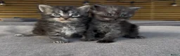 Maine Coon cats for sale: Olistars Maine Coons –  Expected Soon - Advert 2