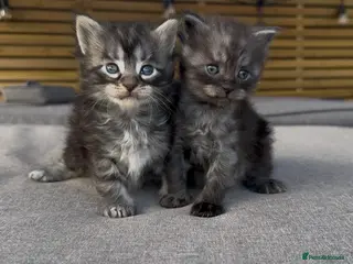 Maine Coon cats Olistars Maine Coons- ready 27th Oct - Advert 4