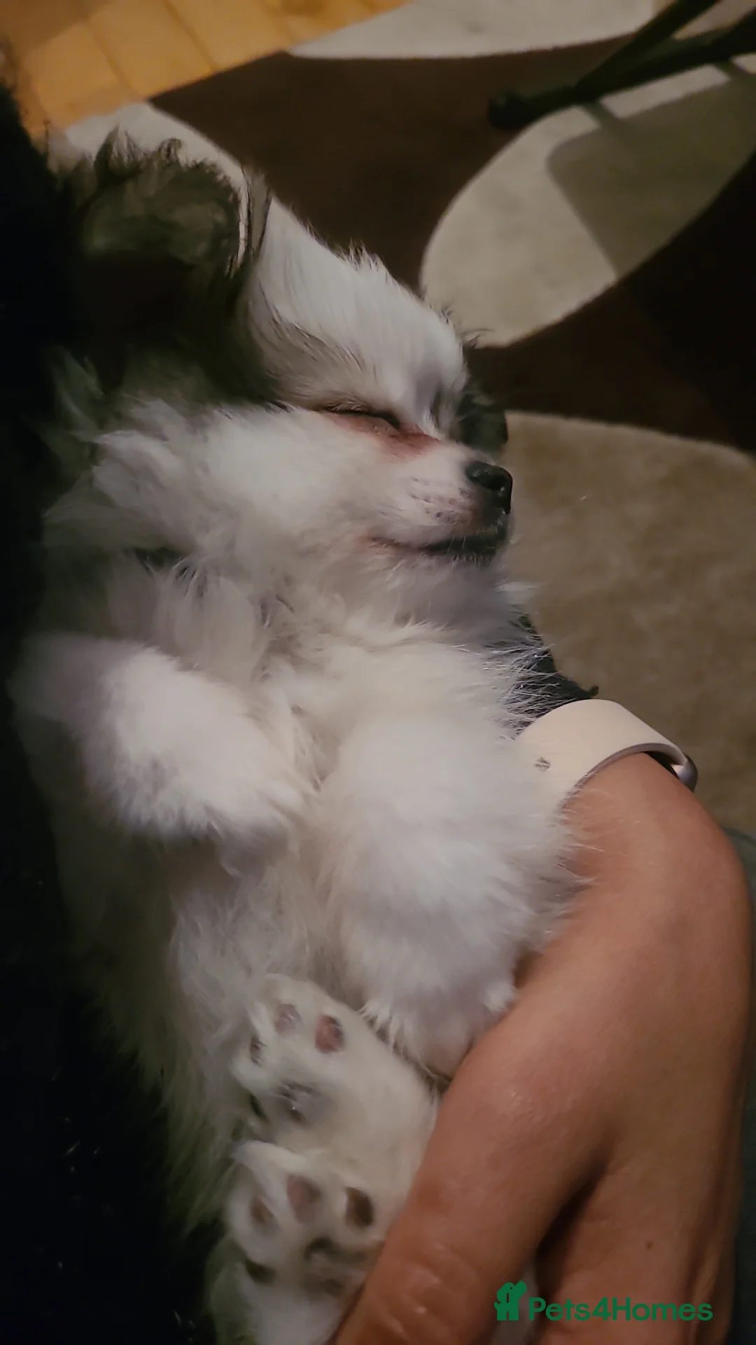 Mixed Breed dogs for sale: Shiranian-shihtzu cross pomeranian  - Advert 2