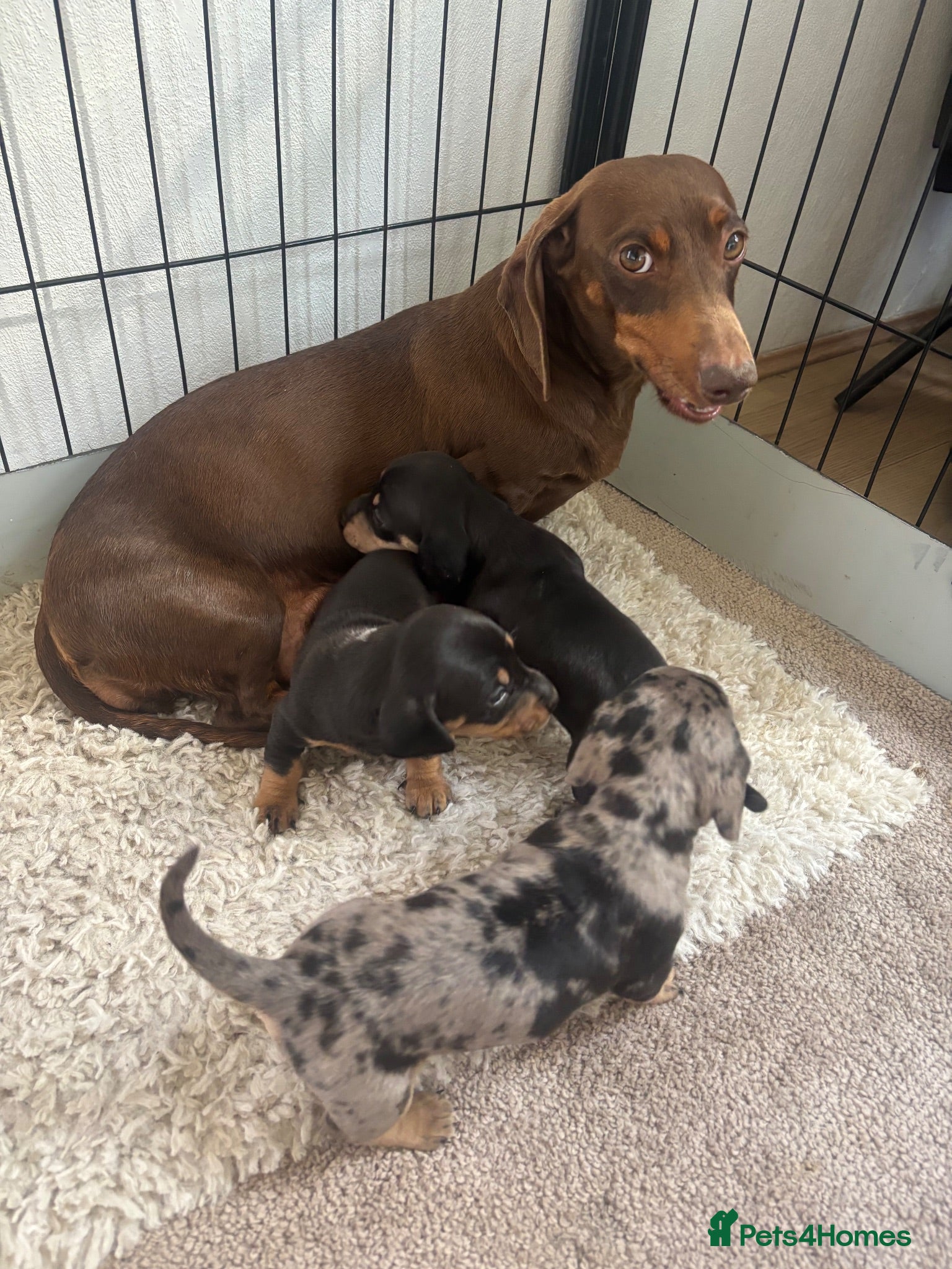 Dachshund dogs Standard dachshund puppies  - Advert 2