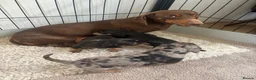 Dachshund dogs for sale: Standard dachshund puppies  - Advert 1